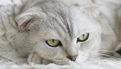 湖州高价找中介10分钟提取医保武汉的最新政策(2025年湖州武汉中介提取公积金分享)